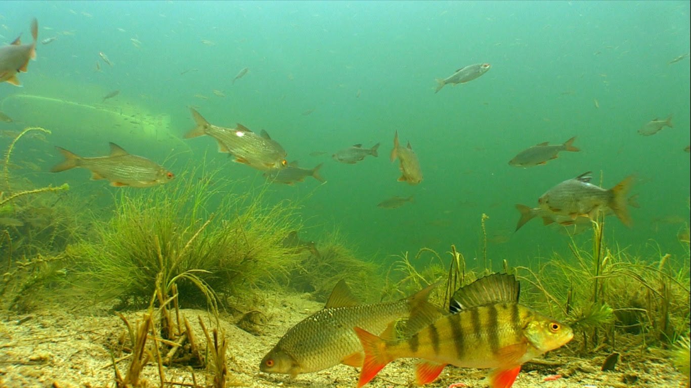 Водный мир озера. Рыбы под водой. Речное дно. Рыбки в речке. Подводный мир озера.